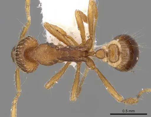 Strumigenys alexetrix specimen CASENT0280756 image casent0280756_1