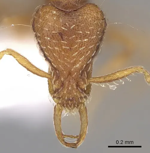 Strumigenys alexetrix specimen CASENT0280756 image casent0280756_2