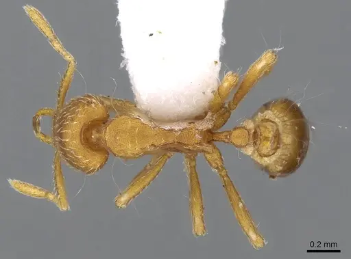 Strumigenys alexetrix specimen CASENT0914782 image casent0914782_1