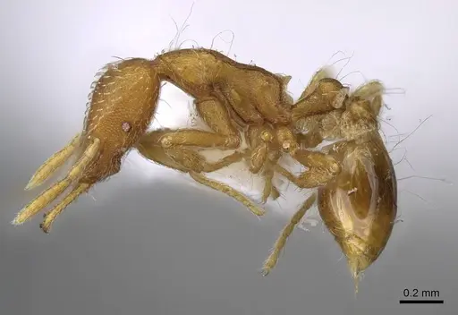 Strumigenys alexetrix specimen CASENT0914782 image casent0914782_3