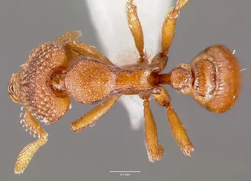 Strumigenys alperti specimen CASENT0003239 image casent0003239_1