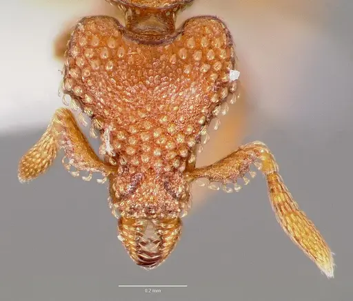 Strumigenys alperti specimen CASENT0003239 image casent0003239_2