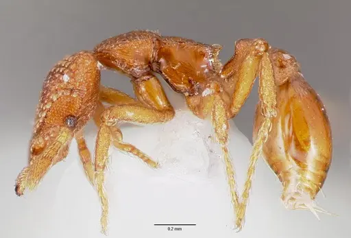 Strumigenys alperti specimen CASENT0003239 image casent0003239_3