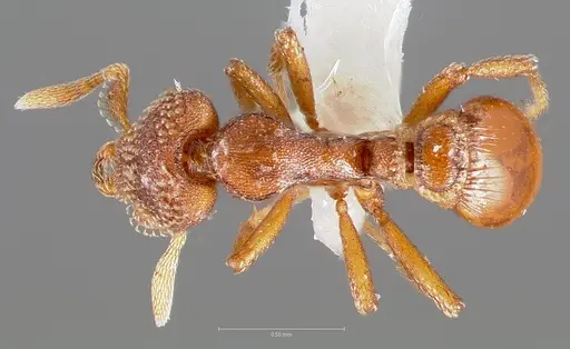 Strumigenys alperti specimen CASENT0005892 image casent0005892_1