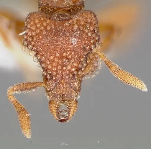 Strumigenys alperti specimen CASENT0005892 image casent0005892_2