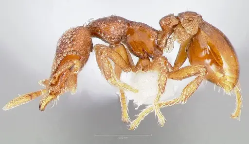 Strumigenys alperti specimen CASENT0005892 image casent0005892_3
