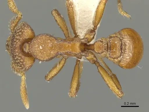 Strumigenys alperti specimen CASENT0900688 image casent0900688_1