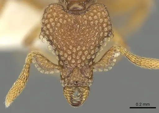 Strumigenys alperti specimen CASENT0900688 image casent0900688_2