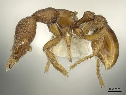 Strumigenys alperti specimen CASENT0900688 image casent0900688_3