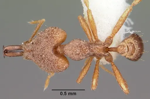 Strumigenys amasara specimen CASENT0102630 image casent0102630_1