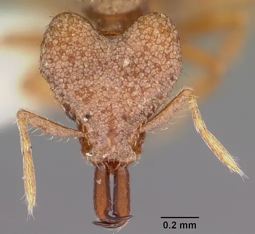 Strumigenys amasara specimen CASENT0102630 image casent0102630_2