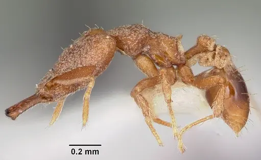 Strumigenys amasara specimen CASENT0102630 image casent0102630_3