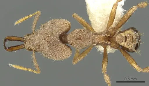 Strumigenys amasara specimen CASENT0900870 image casent0900870_1
