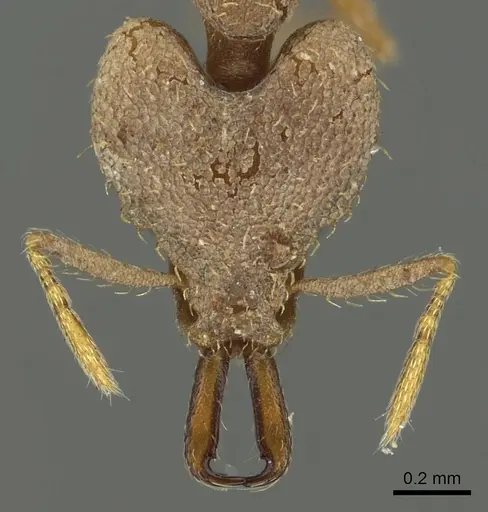 Strumigenys amasara specimen CASENT0900870 image casent0900870_2
