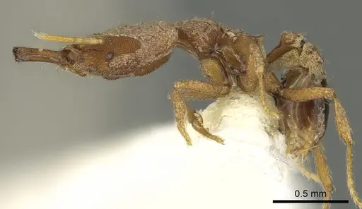 Strumigenys amasara specimen CASENT0900870 image casent0900870_3