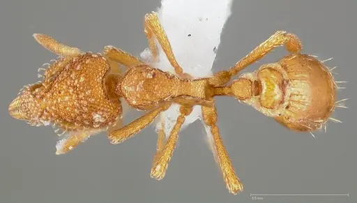 Strumigenys ambatrix specimen CASENT0005445 image casent0005445_1
