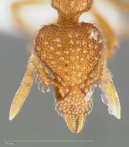 Strumigenys ambatrix specimen CASENT0005445 image casent0005445_2