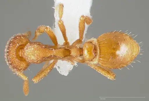 Strumigenys ambatrix specimen CASENT0005446 image casent0005446_1