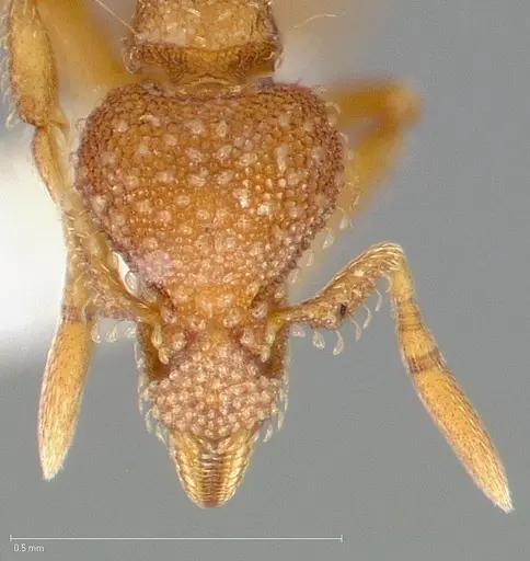 Strumigenys ambatrix specimen CASENT0005446 image casent0005446_2