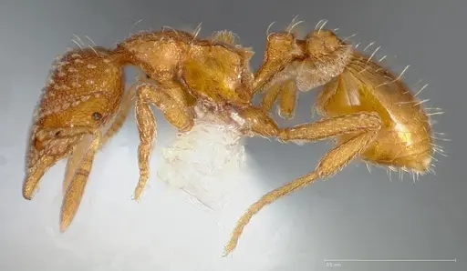 Strumigenys ambatrix specimen CASENT0005446 image casent0005446_3