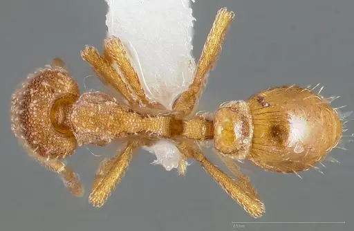 Strumigenys ambatrix specimen CASENT0005447 image casent0005447_1