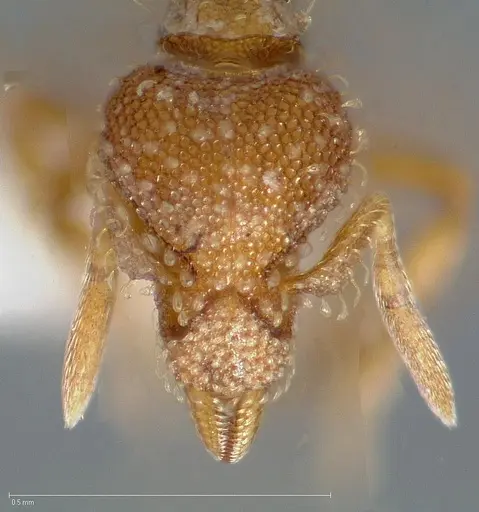 Strumigenys ambatrix specimen CASENT0005447 image casent0005447_2