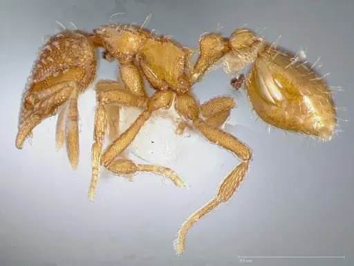 Strumigenys ambatrix specimen CASENT0005447 image casent0005447_3