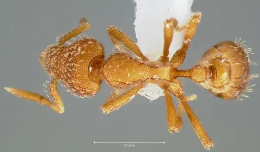 Strumigenys ambatrix specimen CASENT0005990 image casent0005990_1