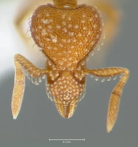 Strumigenys ambatrix specimen CASENT0005990 image casent0005990_2