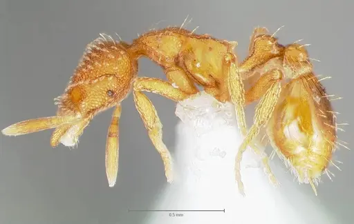 Strumigenys ambatrix specimen CASENT0005990 image casent0005990_3