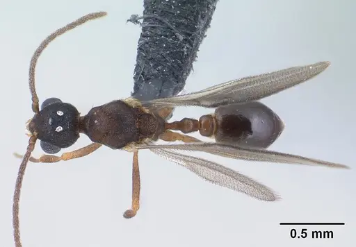 Strumigenys ambatrix specimen CASENT0135807 image casent0135807_1