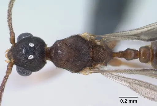 Strumigenys ambatrix specimen CASENT0135807 image casent0135807_2