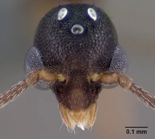 Strumigenys ambatrix specimen CASENT0135807 image casent0135807_3