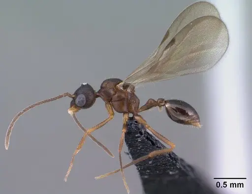 Strumigenys ambatrix specimen CASENT0135807 image casent0135807_4