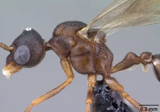 Strumigenys ambatrix specimen CASENT0135807 image casent0135807_5