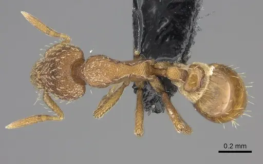 Strumigenys ambatrix specimen CASENT0140727 image casent0140727_1