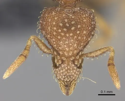 Strumigenys ambatrix specimen CASENT0140727 image casent0140727_2