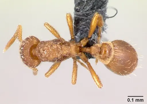 Strumigenys ambatrix specimen CASENT0164372 image casent0164372_1