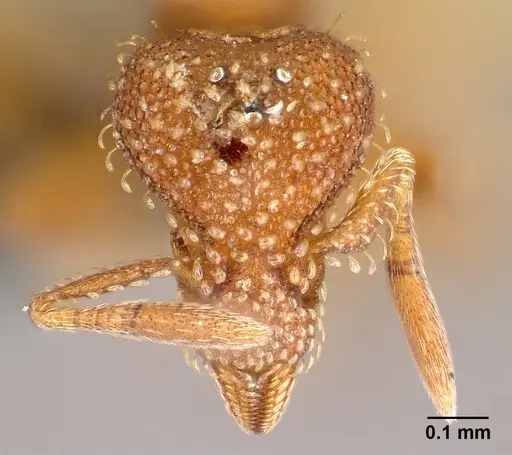 Strumigenys ambatrix specimen CASENT0164372 image casent0164372_2
