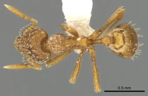 Strumigenys ambatrix specimen CASENT0900033 image casent0900033_1