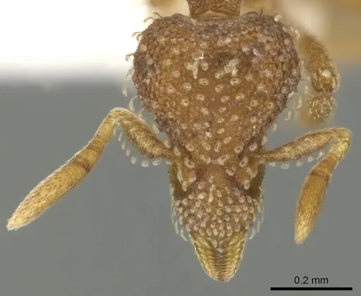 Strumigenys ambatrix specimen CASENT0900033 image casent0900033_2