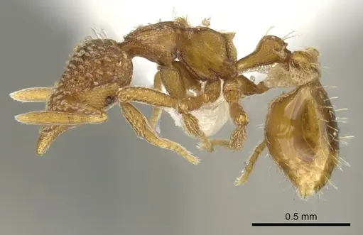 Strumigenys ambatrix specimen CASENT0900033 image casent0900033_3