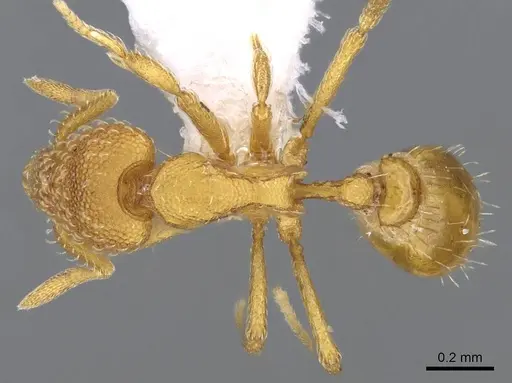 Strumigenys ambatrix specimen CASENT0914633 image casent0914633_1