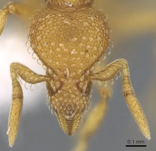 Strumigenys ambatrix specimen CASENT0914633 image casent0914633_2