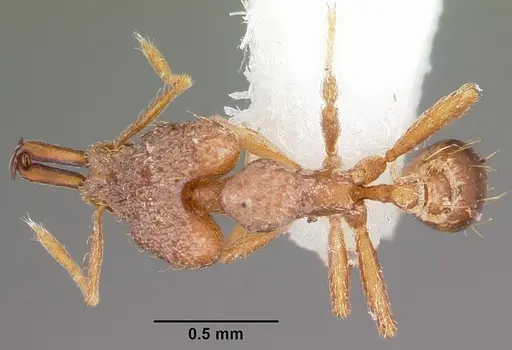 Strumigenys amnesia specimen CASENT0102631 image casent0102631_1
