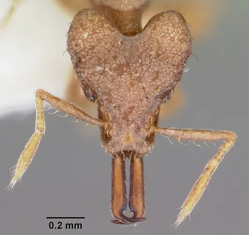 Strumigenys amnesia specimen CASENT0102631 image casent0102631_2