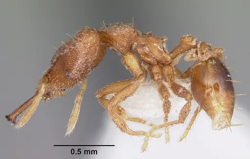 Strumigenys amnesia specimen CASENT0102631 image casent0102631_3