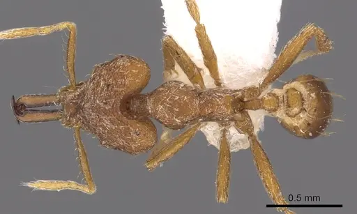 Strumigenys amnesia specimen CASENT0900877 image casent0900877_1