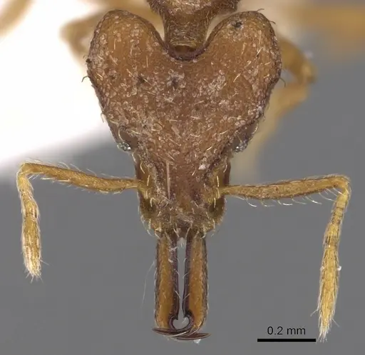 Strumigenys amnesia specimen CASENT0900877 image casent0900877_2