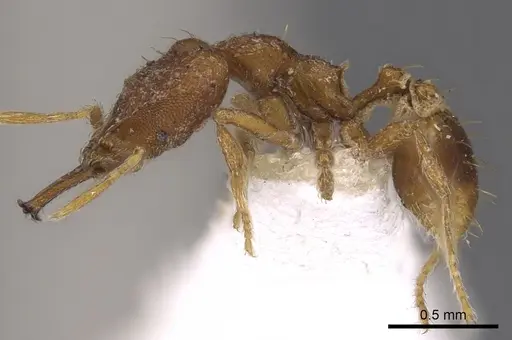 Strumigenys amnesia specimen CASENT0900877 image casent0900877_3